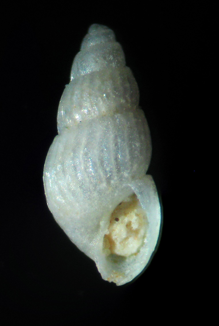 Odostomella o Trabecula jeffreysiana?